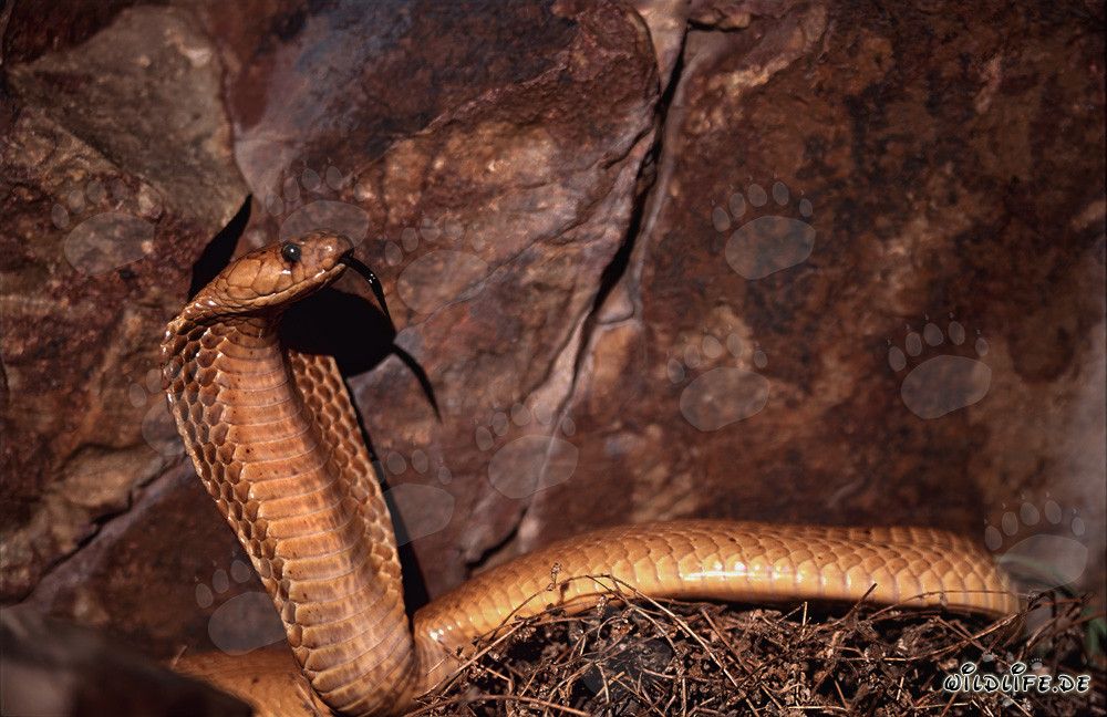 Impressive Cape Cobra in front of colorful rocks