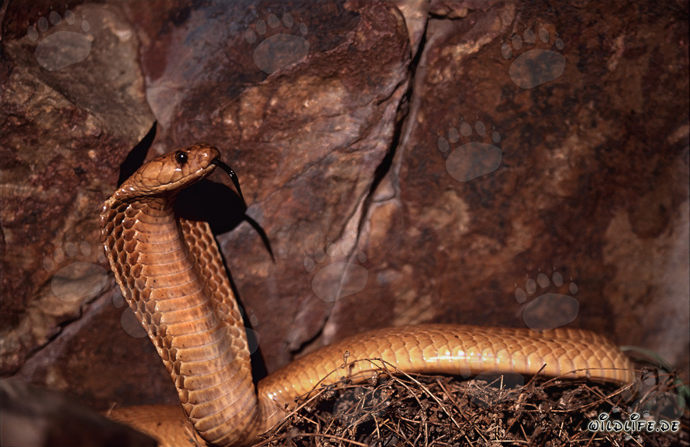 Imponente cobra del Capo davanti a rocce colorate