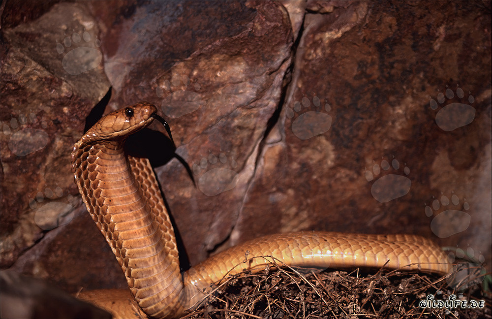 Cobra du Cap imposante devant des rochers colorés