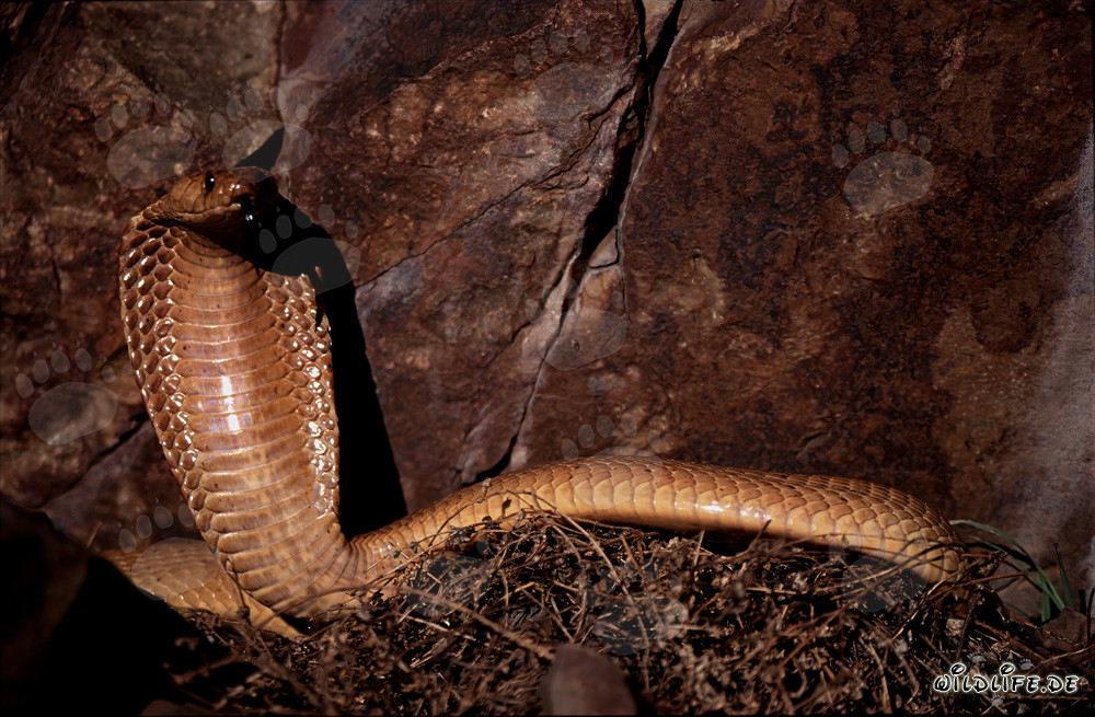 Impressive Cape Cobra in front of picturesque rock formation