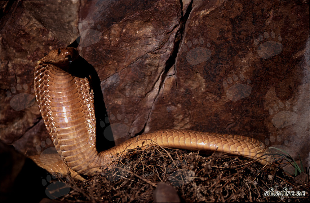 Impresionante cobra del Cabo ante un paisaje de acantilados pintoresco