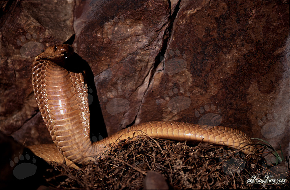 Impressionnante cobra du Cap devant un paysage de falaises pittoresques