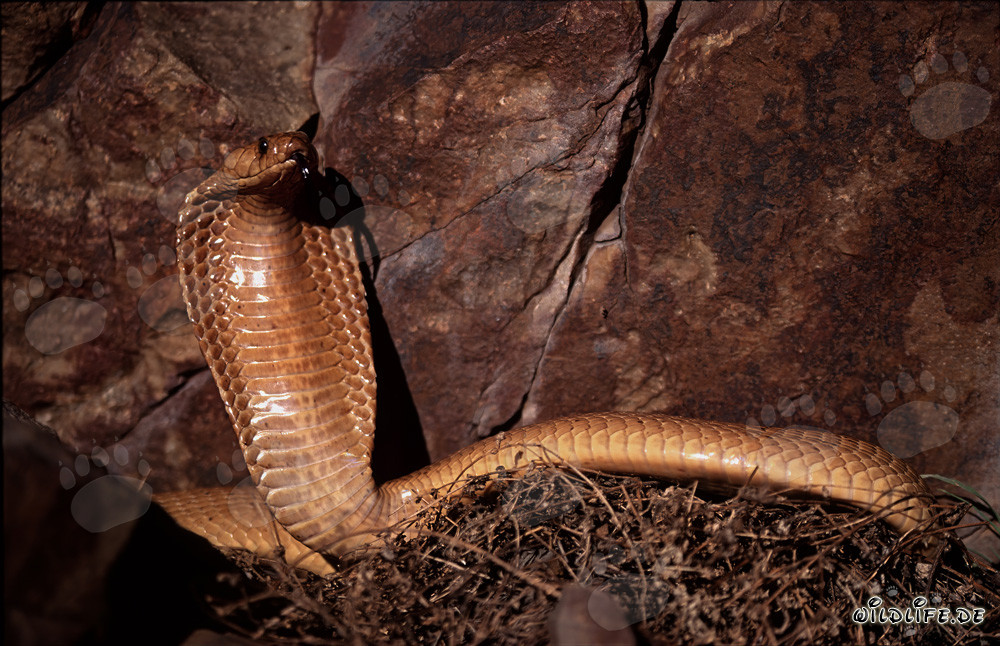 Impressionante comportamento minaccioso del cobra del Capo davanti a una parete rocciosa colorata