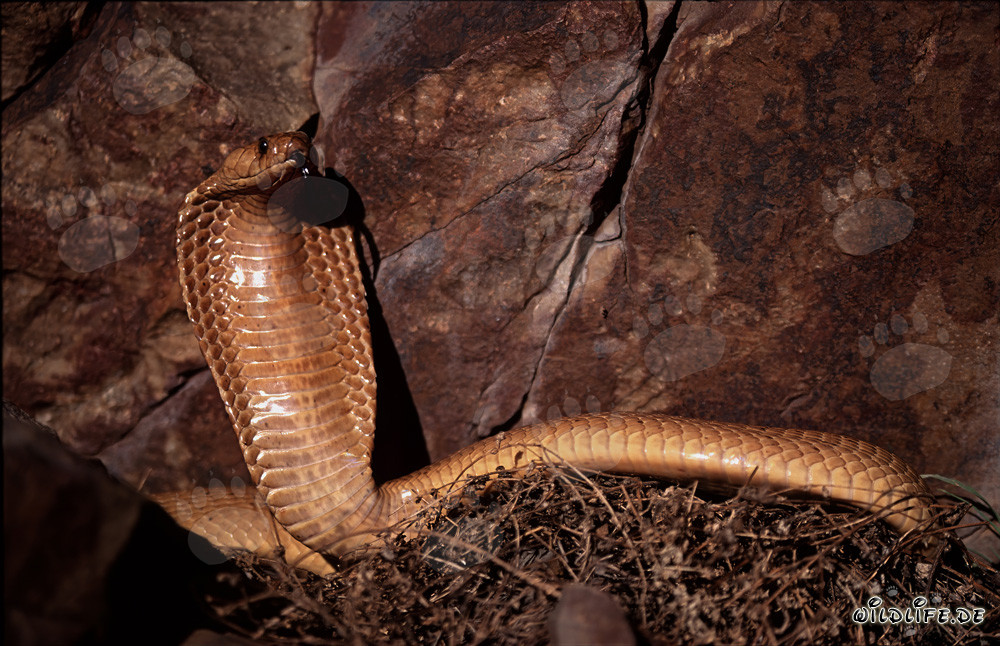 Impresionante comportamiento amenazante de la cobra del Cabo frente a un colorido acantilado