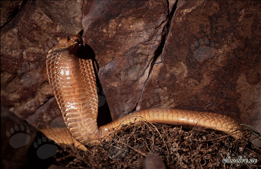 Comportement menaçant impressionnant du cobra du Cap devant un mur de rochers colorés