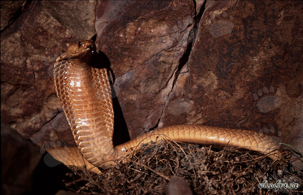 Impressive threat display of Cape Cobra in front of colorful rock wall
