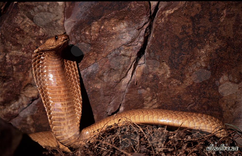 Impresionante cobra del Cabo posando frente a una pared rocosa