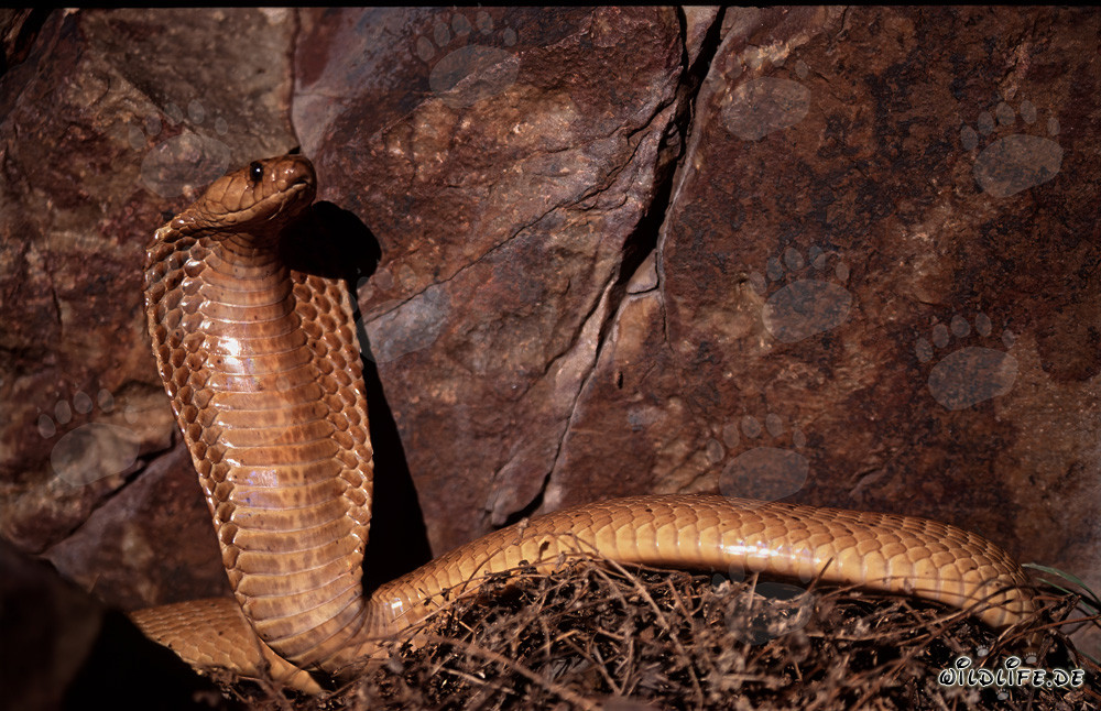 Imponente cobra del Capo in posa davanti a una parete rocciosa