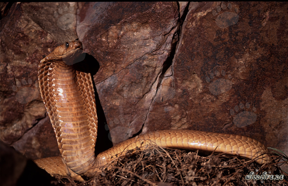 Impressionnante cobra du Cap posant devant une paroi rocheuse
