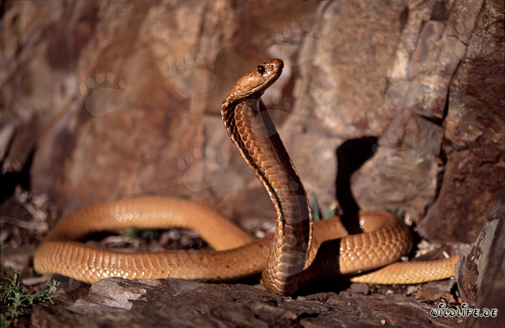 Encounter with a majestic Cape Cobra