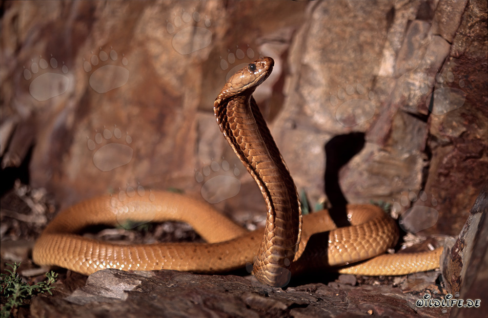 Incontro con un maestoso cobra del Capo