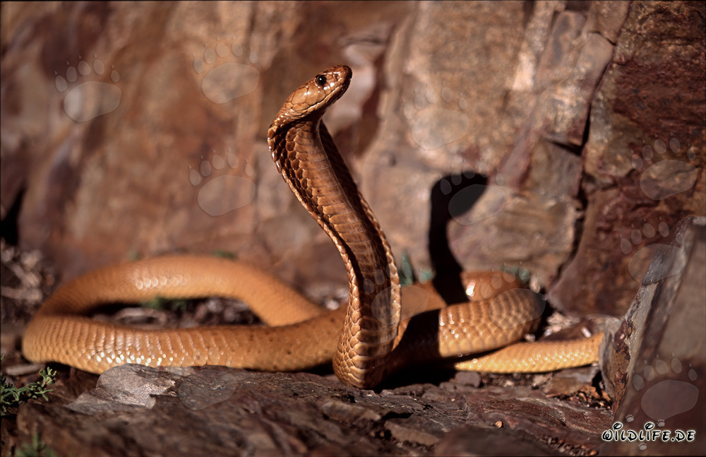 Fascinante Cobra del Cabo Dorada en las montañas de Gansbaai, Sudáfrica