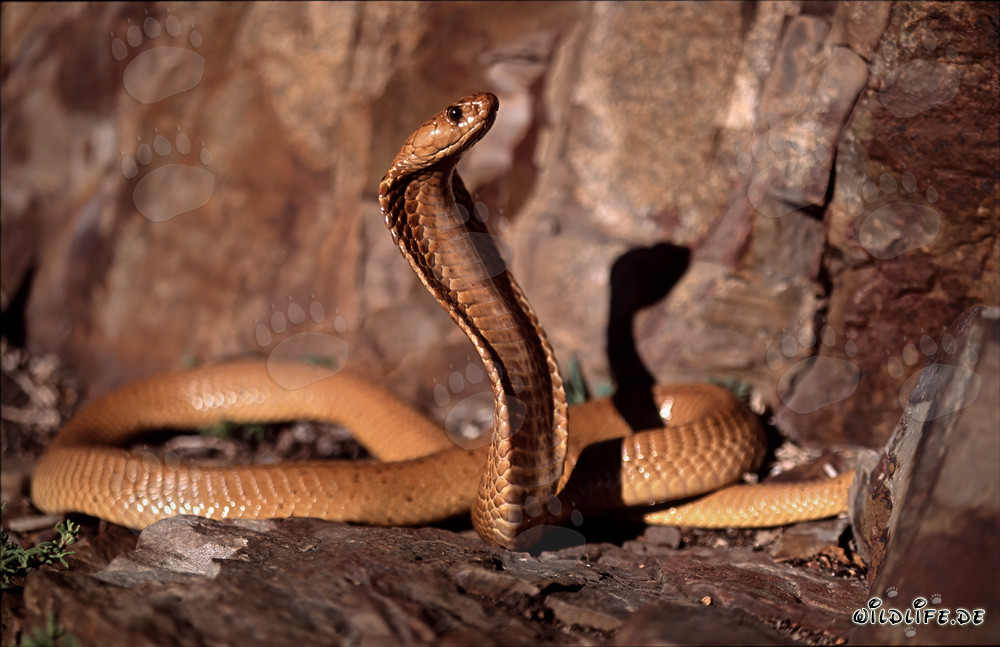 Cobra du Cap dorée fascinante dans les montagnes de Gansbaai, Afrique du Sud