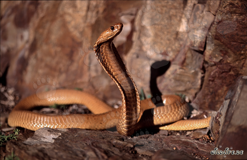 Faszinierende Goldene Kapkobra in den Gansbaai Mountains, Südafrika