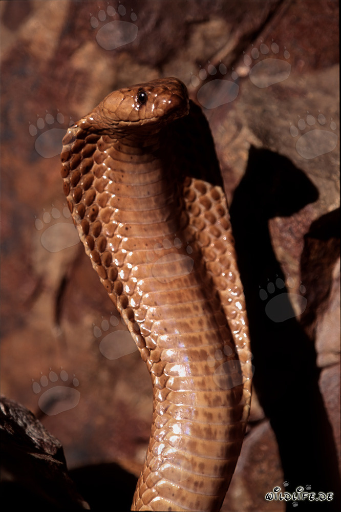 Fascinating Cape Cobra in all its glory