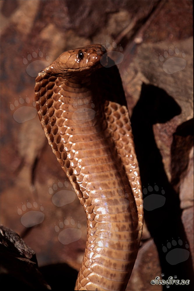Fascinante Cobra del Cabo en todo su esplendor