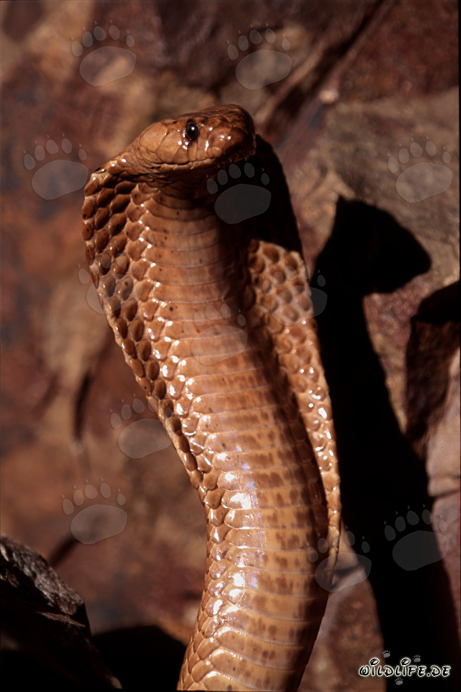 Affascinante Cobra del Capo in tutta la sua bellezza