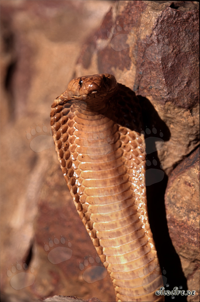 Impressive threatening behavior of the Cape Cobra in the Gansbaai Mountains