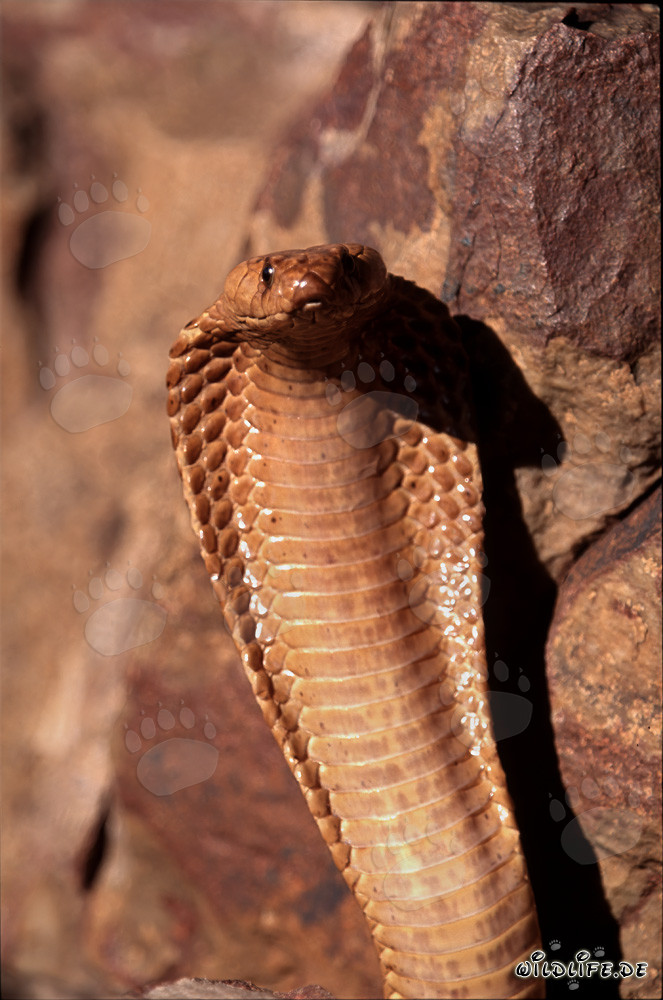 Comportamento minaccioso imponente del cobra del Capo nelle montagne di Gansbaai