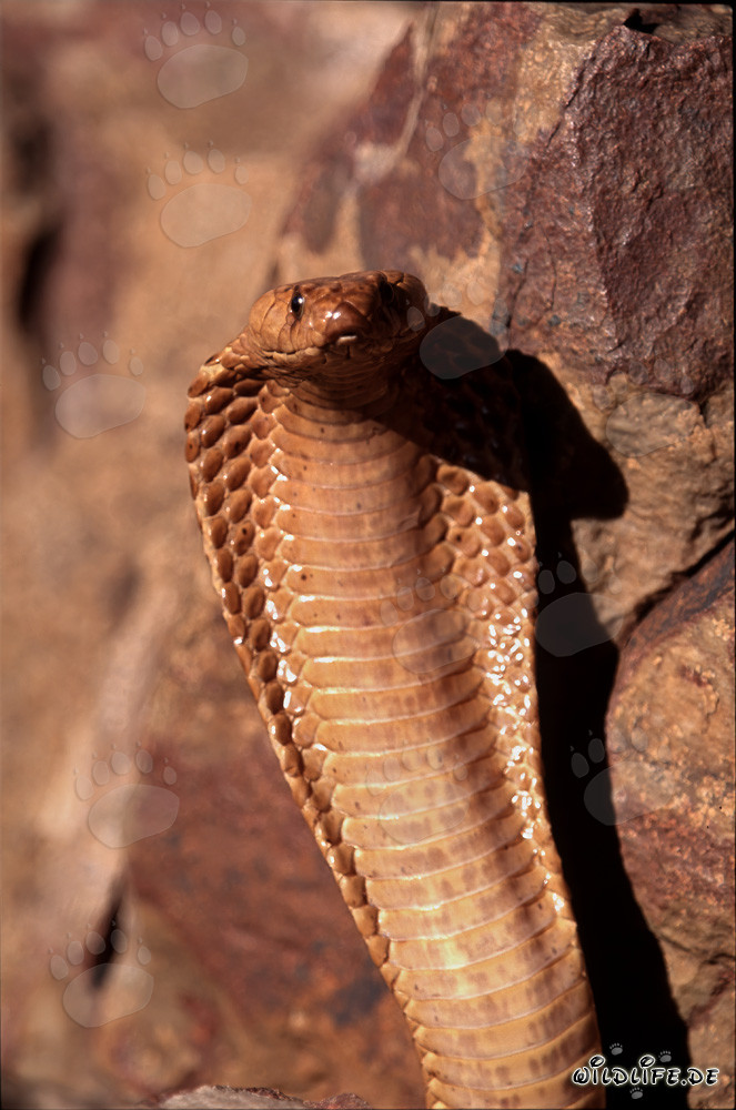 Comportement menaçant imposant du cobra du Cap dans les montagnes de Gansbaai