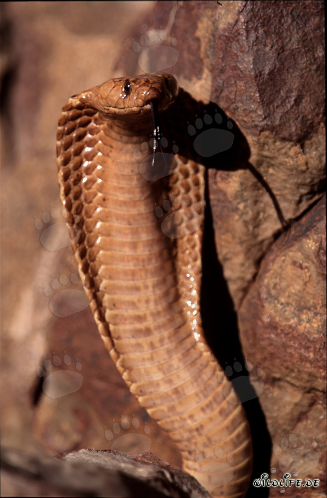 Fascinating Cape Cobra in threatening pose on mountain summit