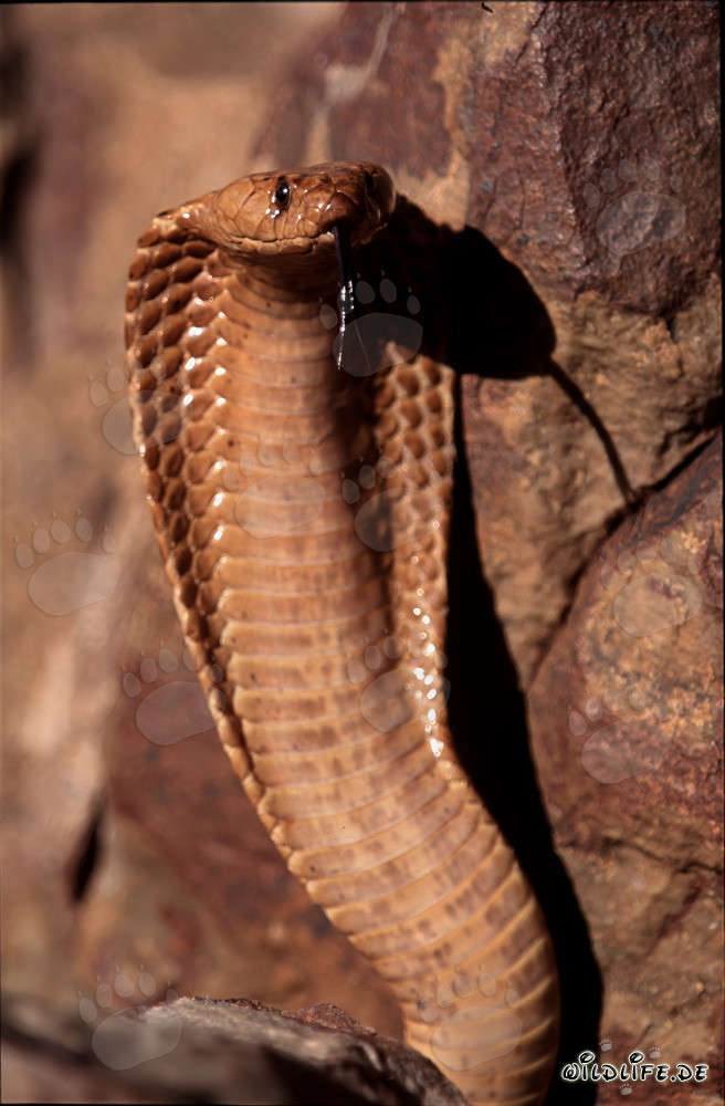 Fascinante Cobra del Cabo en postura amenazante en la cima de la montaña