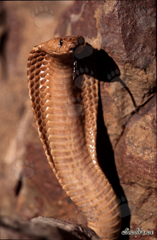 Affascinante Cobra del Capo in posa minacciosa sulla cima della montagna