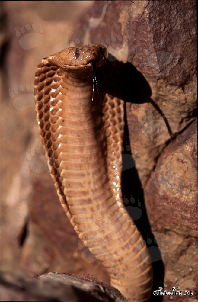 Cobra du Cap fascinante dans une posture menaçante sur un sommet de montagne