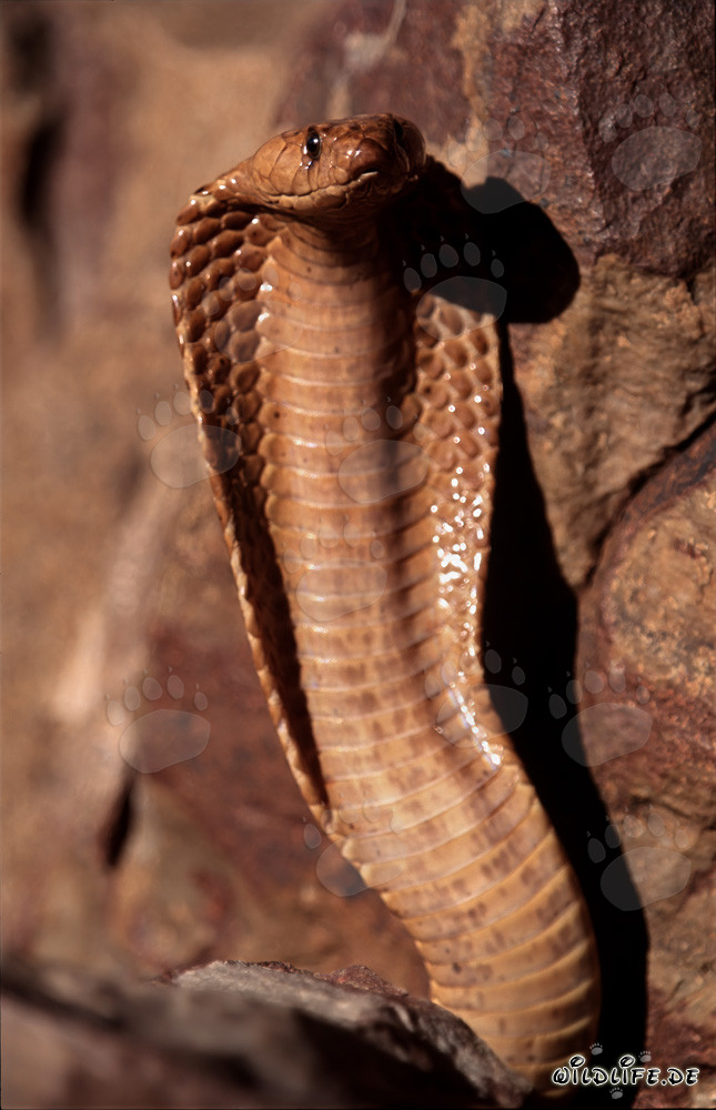 Impressionnante cape cobra dans les montagnes de Gansbaai, Cap-Occidental, Afrique du Sud