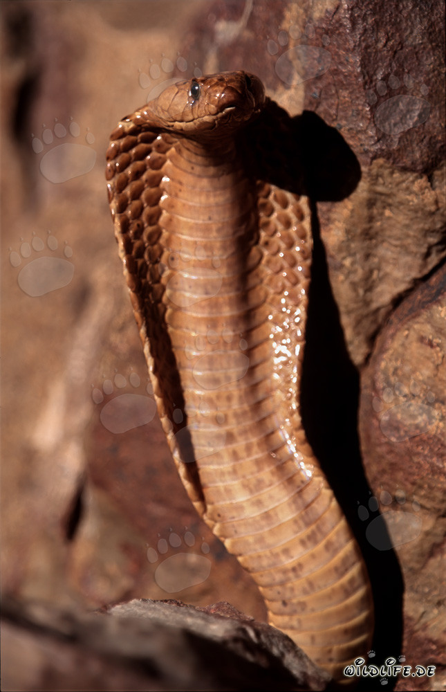 Impresionante cobra del Cabo en las montañas de Gansbaai, Cabo Occidental, Sudáfrica