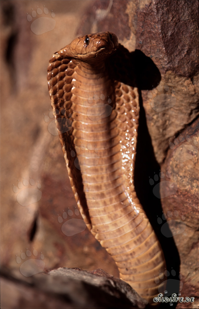 Imposante Kapkobra in den Gansbaai Mountains, Western Cape, Südafrika