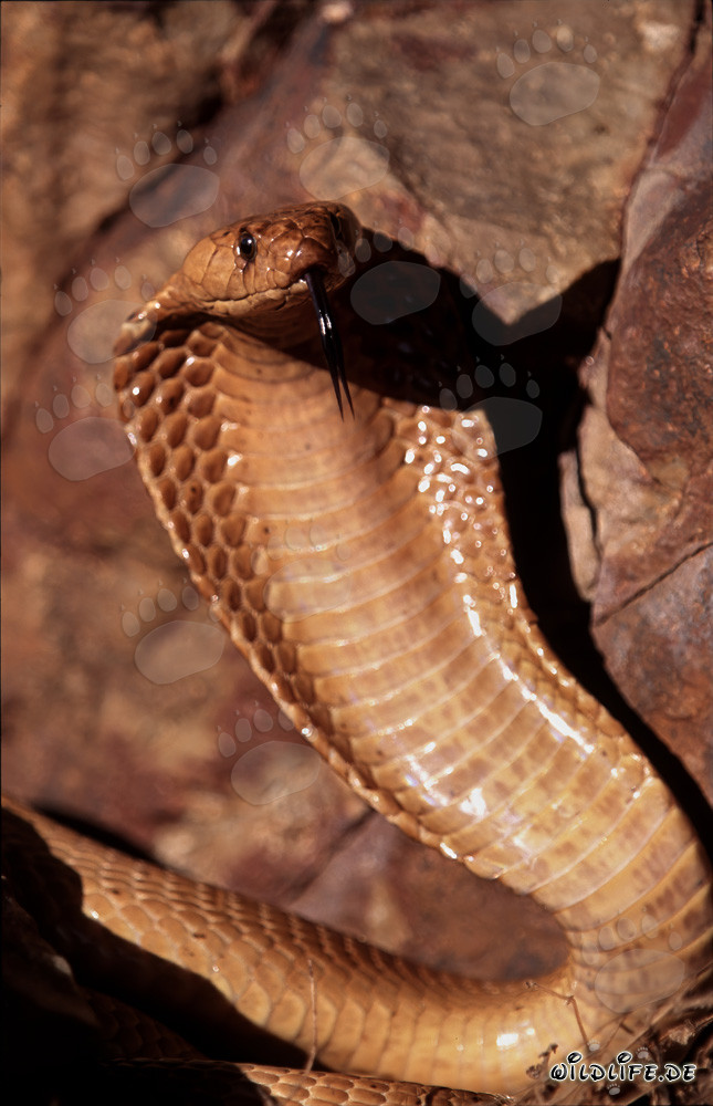 Impressive Cape Cobra spreading its hood