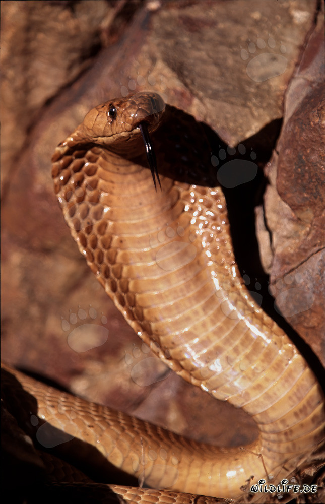 L'imponente cobra del Capo spiega il suo scudo di collo