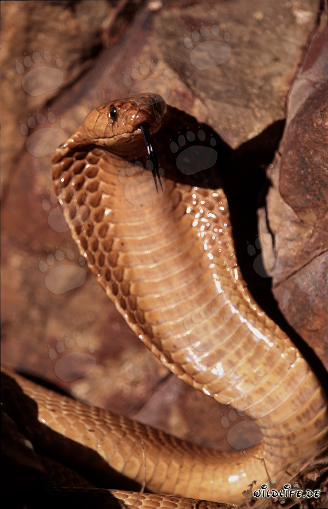 La redoutable cobra du Cap déploie son coussin de cou