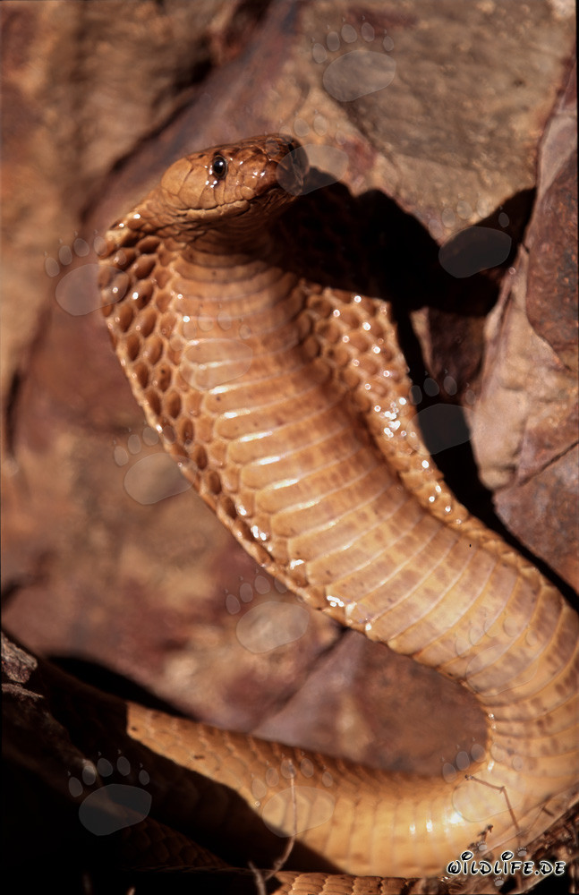 Cobra du Cap menaçante avec col écarté dans la nature