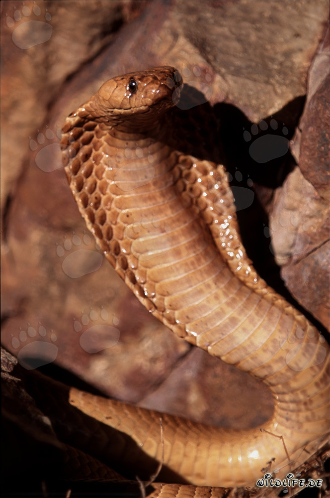 Cobra del Cabo con capucha extendida