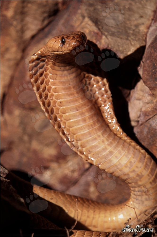 Cobra del Capo con scudo del collo spiegato