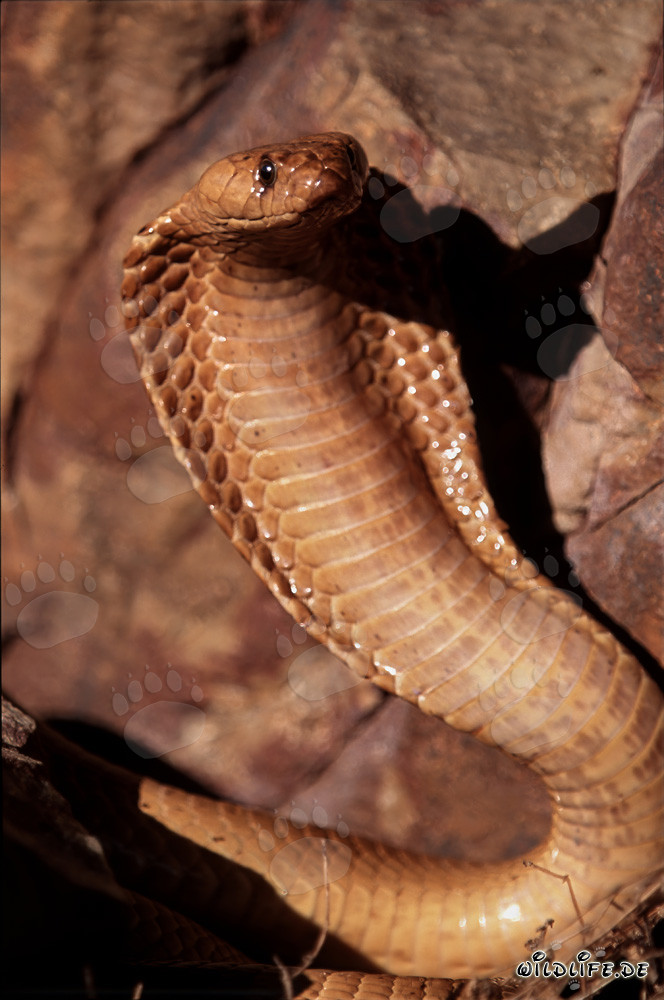 Cobra du Cap à capuchon élargi