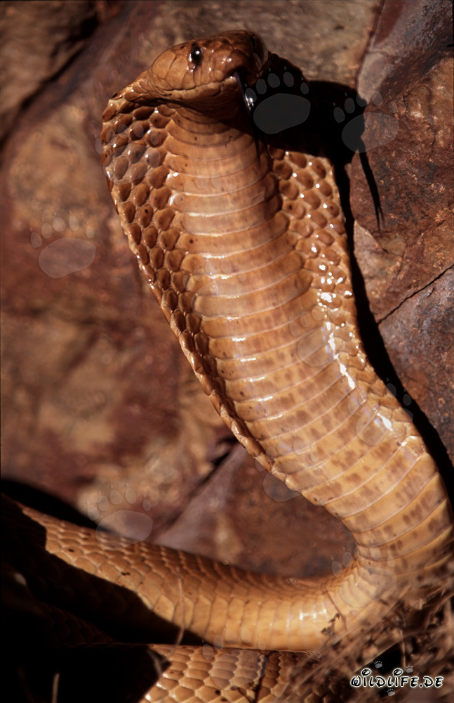 Impressive threat display of the Cape Cobra