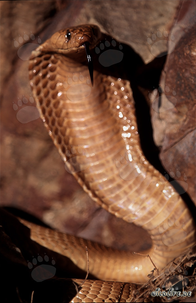 The majestic Cape Cobra (Naja nivea) in the fascinating Gansbaai Mountains