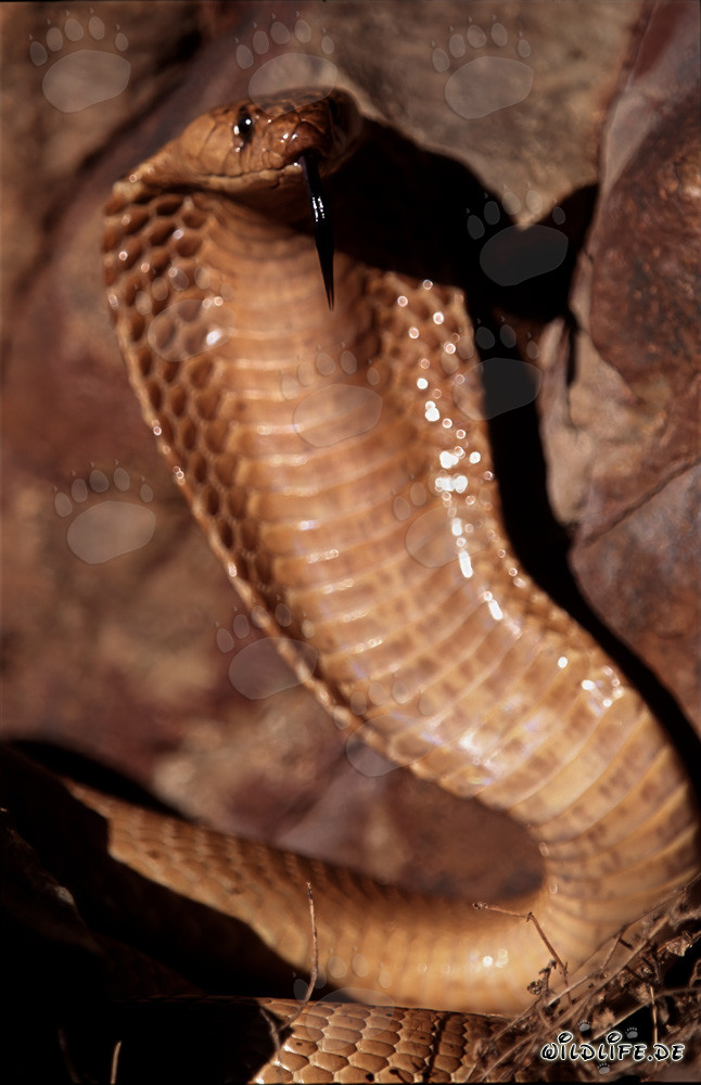 La majestuosa cobra del Cabo (Naja nivea) en las fascinantes montañas de Gansbaai