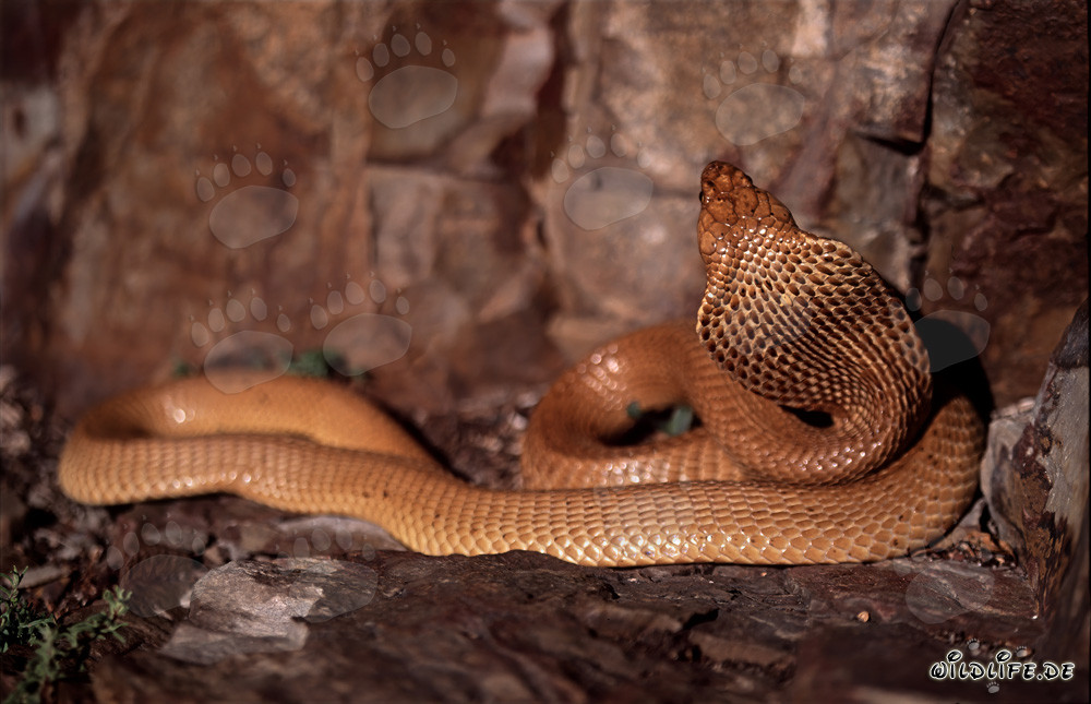 Cape Cobra fascinante se tortille au sol