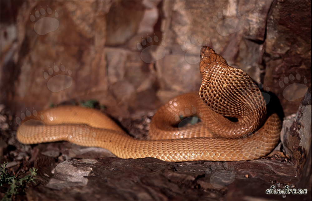 Fascinating Cape Cobra coiled on the ground