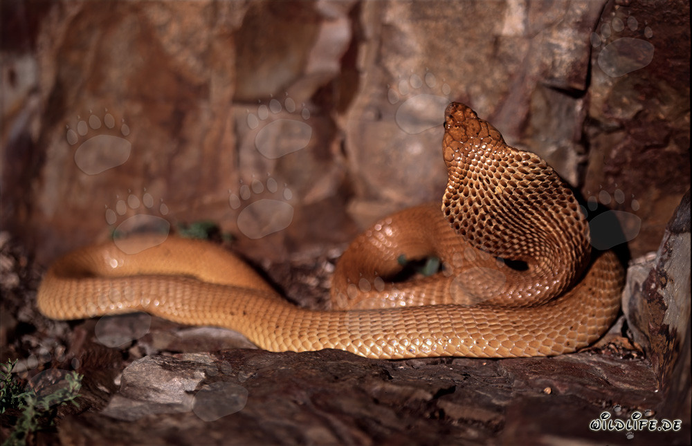Fascinante cobra del Cabo se enrosca en el suelo