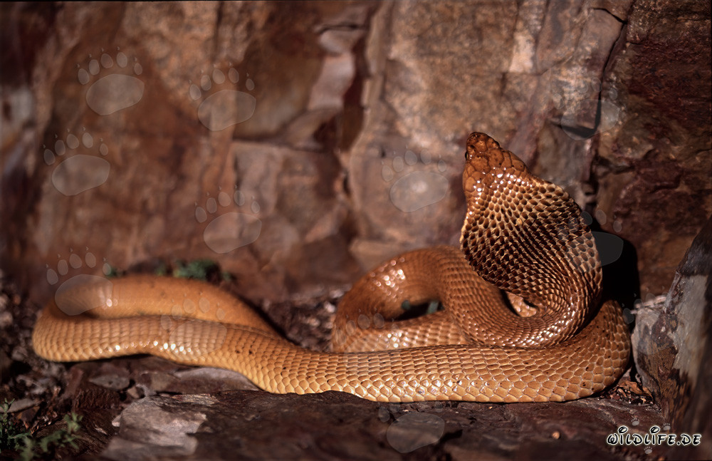 Fascinating Cape Cobra (Naja nivea)