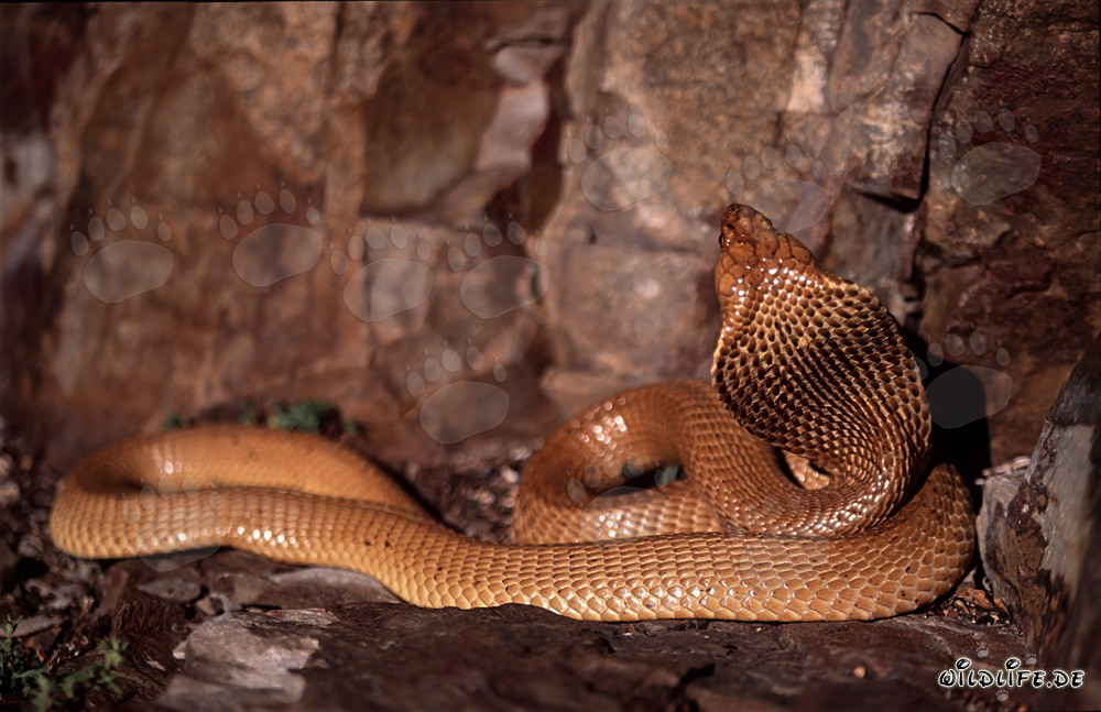 Cobra del Cabo fascinante (Naja nivea)
