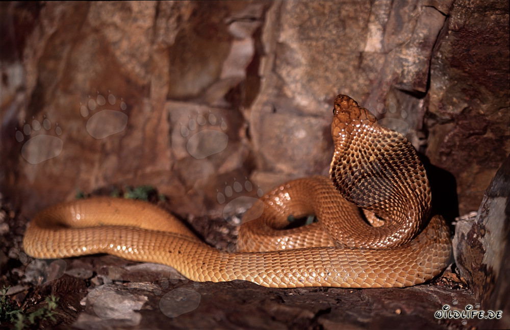 Affascinante Cobra del Capo (Naja nivea)