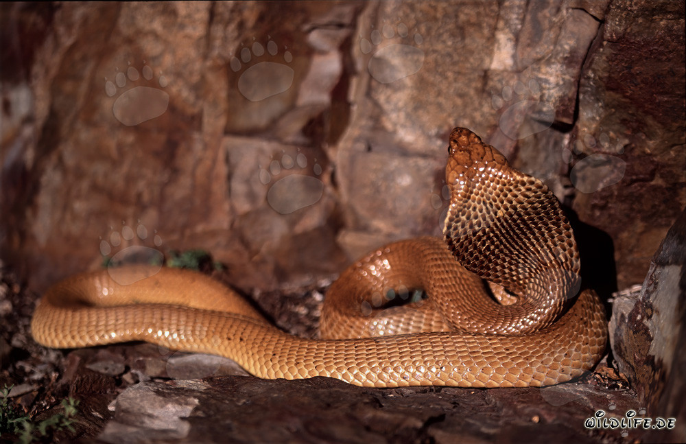 Cobra du Cap fascinante (Naja nivea)