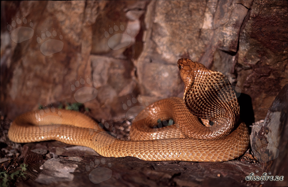 Cape Cobra - The Deadly Beauty of Naja nivea