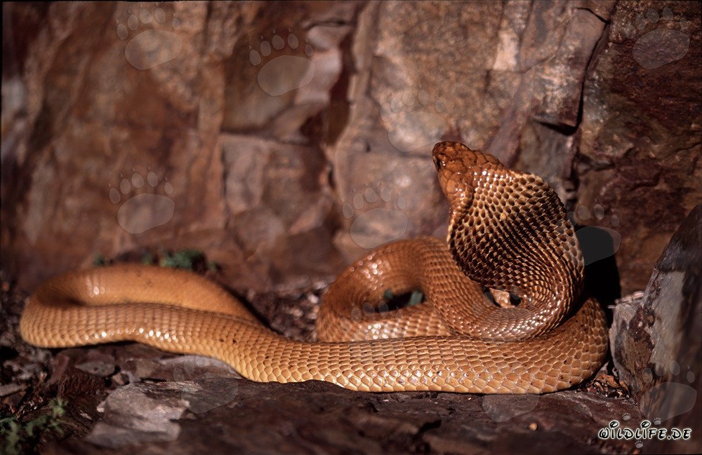 Cobra del Cabo - La peligrosa belleza del Naja nivea
